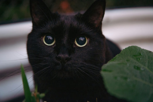 What Your Cat's Body Language Is Telling You 🐾
